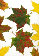 multicolor leaves of maple tree at autumn