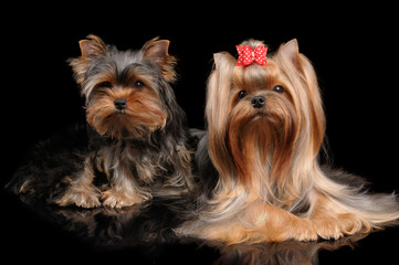 Two Yorkshire Terriers on black