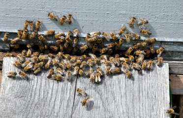 bee hive with bees on it
