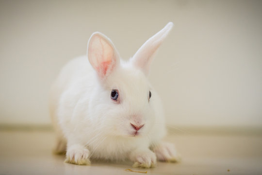 Weißes Kaninchen mit blauen Augen Stock Photo | Adobe Stock