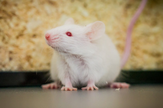 Albino-Maus