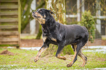 Rottweiler im Garten