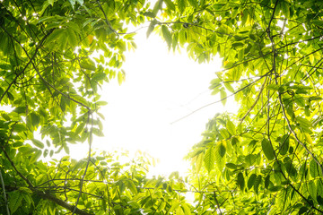 green leaves