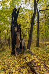 Fototapeta na wymiar burnt tree in autumn forest