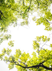 green leaves