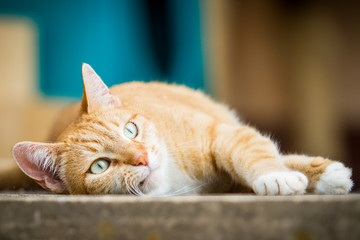 Liegende Katze