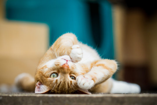 Liebe Katze
