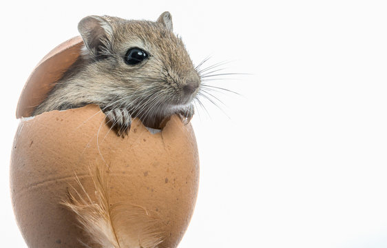 Maus schaut aus Ei