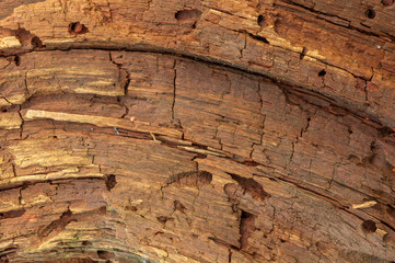 texture the old tree in the forest