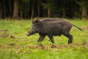 Wild boar on the move