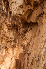 texture the old tree in the forest