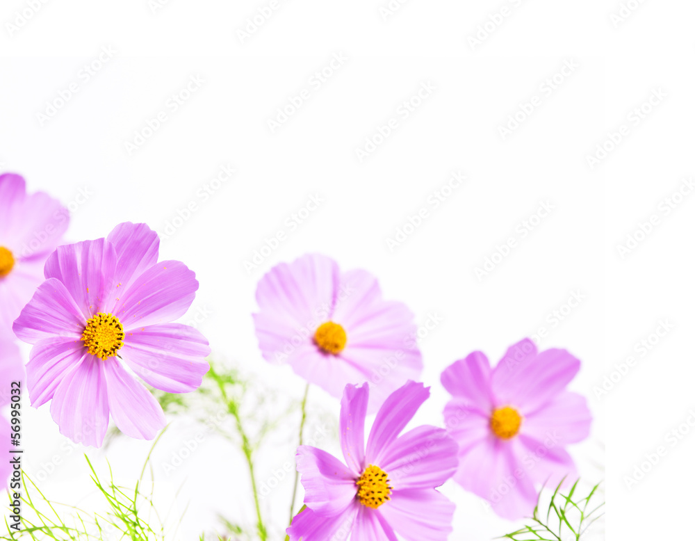Wall mural floral frame