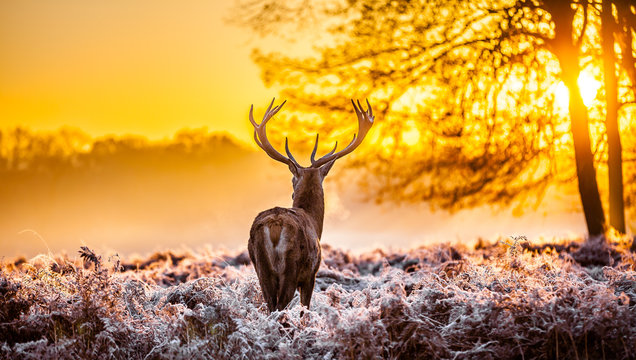 Fototapeta Red deer in the morning sun