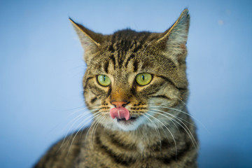 Fototapeta na wymiar Katze leckt sich das Maul