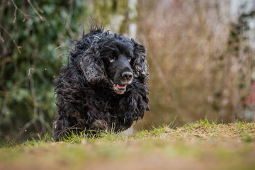 English Cocker Spaniel in Bewegung