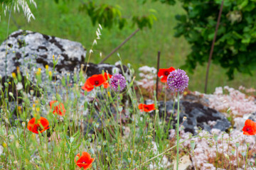 Red poppies and allium