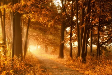 Wanderweg in goldener Herbstsonne und Nebel © Smileus