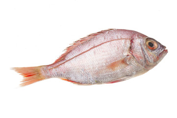 Raw Sea Perch