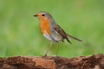 Redbreast