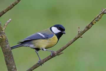 Obraz premium Great tit