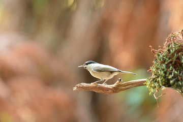 Willow tit in tree