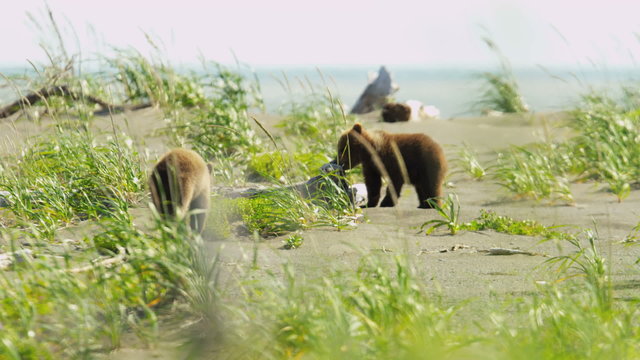 Young Brown Bear cubs playing nr female in summer sun, Alaska, USA
