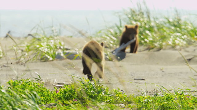 Canadian Brown Bear cubs playing catch me if you can, Canada