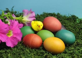 Fototapeta na wymiar Colorful rainbow eggs with yellow chick and Spring flowers