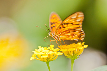 Vanillefalter (Agraulis vanillae)