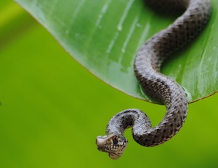 reptil