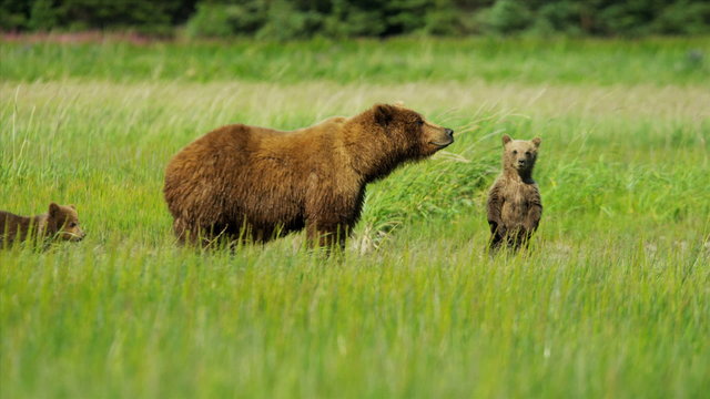Young Brown Bear cubs inquisitive of their surroundings 