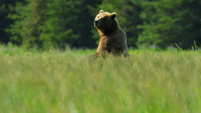 Brown female Bear upright and aware before running grasslands 
