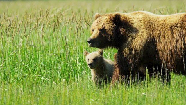 Running Brown Bear with cubs in summer grasslands  Alaska, USA