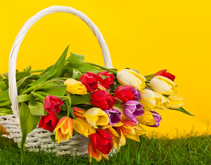 Basket with colorful tulips.