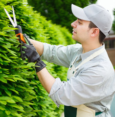Gardener pruning an hedge