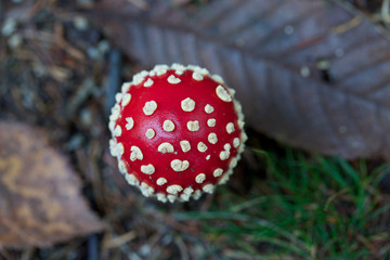 poisonous mushroom