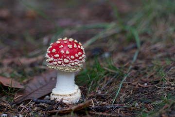 poisonous mushroom