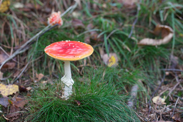 poisonous mushroom