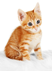 Cute little red kitten isolated on white