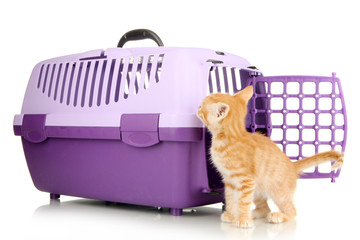 Cute little red kitten with travel plastic cage isolated