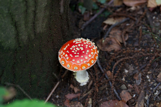poisonous mushroom