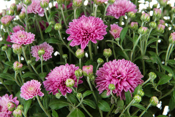 Fototapeta premium Chrysanthemum bush close up