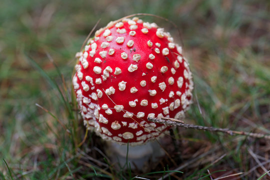 poisonous mushroom