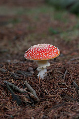 poisonous mushroom
