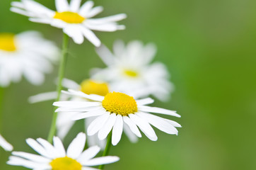 Obraz na płótnie Canvas White daisy flowers (camomile) blooming on the meadow