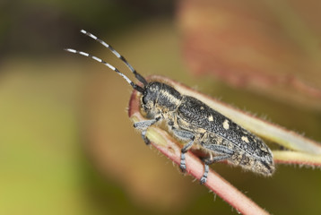 Small poplar borer (Saperda populnea) sitting on stem