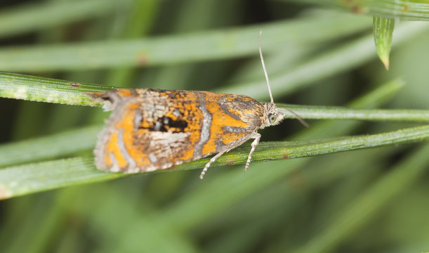 Tortrix moth, Olethreutes arcuella, extreme close-up
