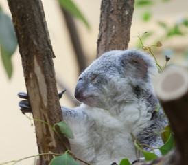 koala a bear sits on a branch of a tree