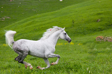 Obraz na płótnie Canvas Gray Arab horse gallops on a green meadow