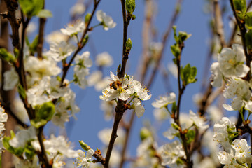 blossom cherry tree with bee